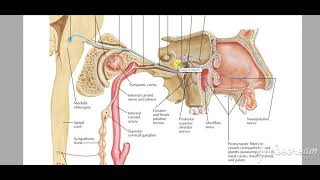 Pterygopalatine ganglion 8 [upl. by Margo]