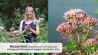 Wasserdost Eupatorium cannabinum [upl. by Uile]