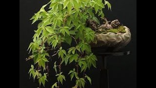 Virginia creeper or Boston Ivy Bonsai [upl. by Afaw]