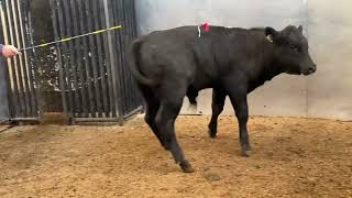 Ciaran Golden livestock auctioneer selling prizewinning bulls at MayoSligo Livestock Mart [upl. by Keller]