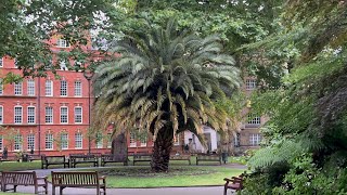 Massive Canary Island Date Palm in London [upl. by Tilly]