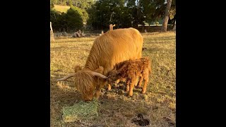 Our Calves Family Update One Week to One Month Old [upl. by Oinotnas86]