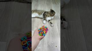 Funny 🤣🐱 Cat Barsik Cube ⭕ reversevideo funny [upl. by Evannia]