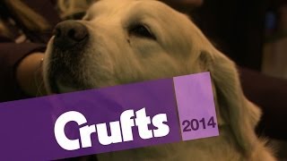 Golden Retriever Best of Breed  Crufts 2014 [upl. by Donni]