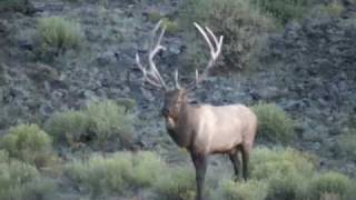 AZ Archery Elk HuntingTim Allen with Colburn and Scott Outfitters Part 1 [upl. by Liebman249]