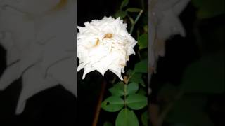 Night view of my white rose plant🥰🌹yttrending shorts viralvideo shortstatus shortsvideoviral [upl. by Casilde]