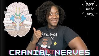 Cranial Nerves Song Drake and Future remix [upl. by Nyledam]