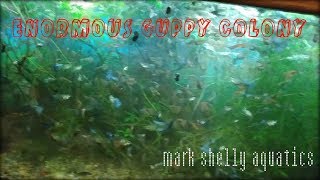 Enormous Guppy Colony [upl. by Dodie]