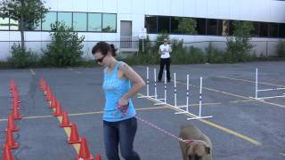 Power Paws Dog Club Beginner Training [upl. by Jablon]