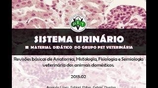 SISTEMA URINÁRIO [upl. by Matthiew]