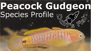 Peacock Gudgeon  Species Profile [upl. by Morven]