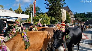 Cow Parade Emmental Switzerland  Alpabfahrt Alpabzug Désalpes  Countryside life 4K [upl. by Enna]