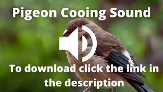 Sound pigeon Cooing Sound Effect [upl. by Esyned223]