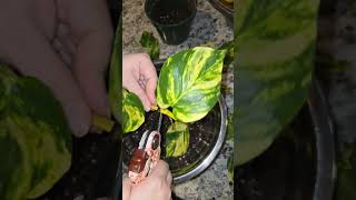 Propagating pothos cuttings in soil plants houseplants hobby plantitas pothosplant november [upl. by Annoid]