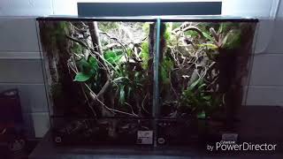 Crested gecko Leachie gecko natural enclosure [upl. by Aleece]