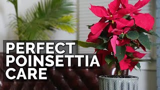 How to Care For Poinsettias And Make Them Bloom Next Year [upl. by Hussar]