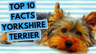 Yorkshire Terrier  TOP 10 Interesting Facts [upl. by Garfield476]