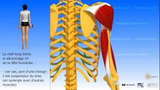 Muscle triceps brachial [upl. by Ashly]