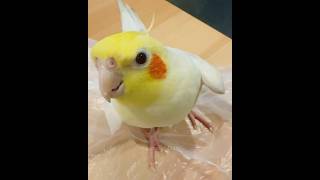 Cutest Cookie Song Serenade 🥰🎶🦜 cockatielscraze birdsinging cutepets [upl. by Sillig]