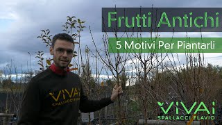 FRUTTI ANTICHI 5 MOTIVI PER PIANTARLI [upl. by Lem]