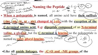 Biochemistry lec 4 proteins structure [upl. by Winthrop176]