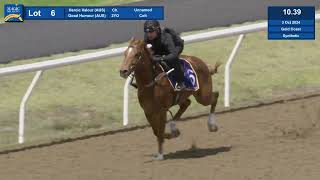 Lot 6 2024 Magic Millions Gold Coast Horses In Training Sale [upl. by Onateyac764]