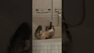 chillbill bathtime mainecoon [upl. by Arramahs]