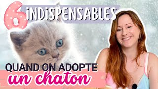 6 indispensables pour bien accueillir son chaton [upl. by Onofredo]