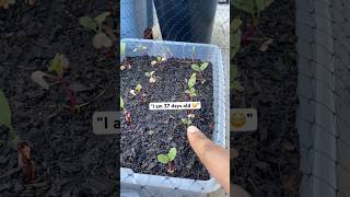 Growing radishes taking forever to grow 😩 short youtubeshorts beginnergardener [upl. by Namra]