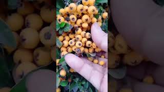 Cute and Useful Plant Pyracantha Crenulata Firethorn [upl. by Ashlie51]