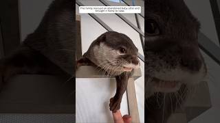 This family rescued an abandoned baby otter and brought it home to raise animalshorts otter [upl. by Aij324]