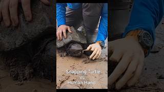 Snapping Turtle vs Human Hand [upl. by Eibbed]