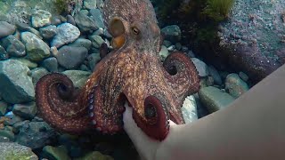 My Friend Octopus short documentary [upl. by Ynafets]