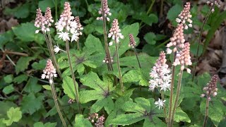 Tiarella Spring Symphony [upl. by Enelrae]