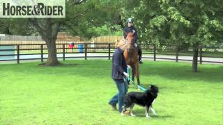 Introducing a Horse to a Dog  HorseandRider UK [upl. by Nnylireg]