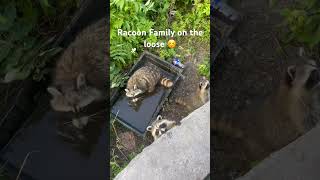 Racoon in montreal lookout 😊racoons [upl. by Secundas]