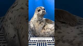 Kindhearted people rescued the poor baby seal and raised it until animalshorts shortvideo [upl. by Steward184]