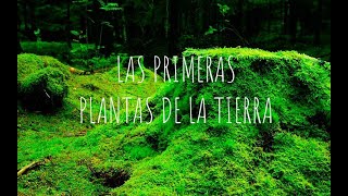 LOS BRIÓFITOS Las primeras plantas de la tierra Musgos antoceros y hepáticas [upl. by Kenton218]