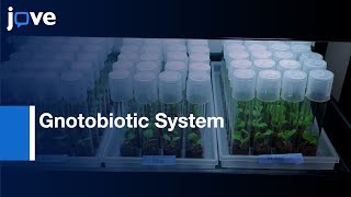 Gnotobiotic System to Study Phyllosphere and in Vegetable Fermentation  Protocol Preview [upl. by Ephrem]