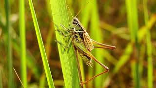 Sound of Grasshoppers  Stridulation [upl. by Miranda970]