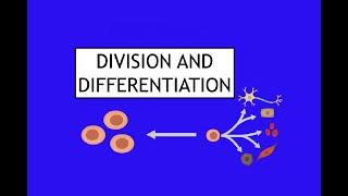 11 Division and Differentiation Section 1 Somatic and Germline Cells [upl. by Ybocaj132]