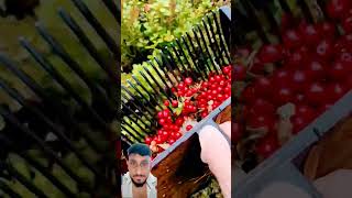 Lingonberry Picking in Sweden forest harvesting sweden cranberry lingonberry fruit shorts [upl. by Doris981]