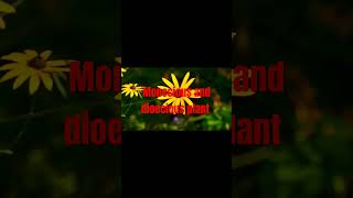 monecious and dioecious plant shortsvideo [upl. by Turk]