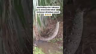 Dikasih makan koruptor kirakira ularnya mau gak yah 😂 fypシ゚viral memes viralvideo reptiles [upl. by Tiphany830]