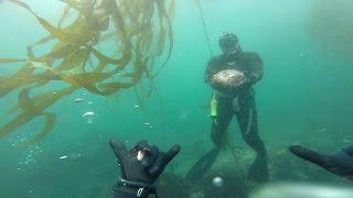 Wahoo Man Trophy abalone diving and spearfishing [upl. by Llednar]