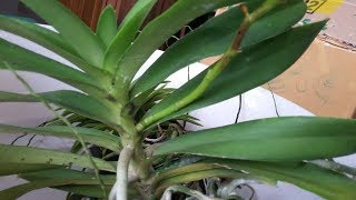 Unbox  Order Online Anggrek  Renanthera Orchid amp Neofinetia Falcata Vanda Falcata [upl. by Aicemed]