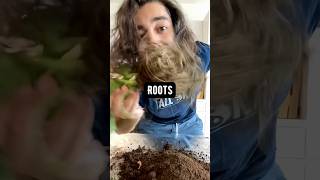 How to Transplant a Dying Plant  creative explained [upl. by Adamok]