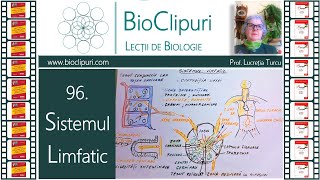 96 Sistemul limfatic Barrons amp Corint [upl. by Naharba356]