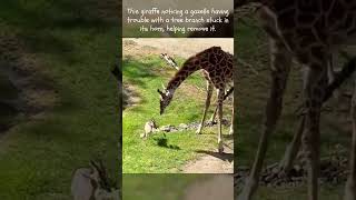 Giraffe Helps Impala animals wildlife [upl. by Kreda]