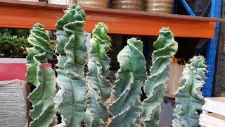 Cereus Forbesii Spiralis  Spiral Cactus [upl. by Leahcimal517]